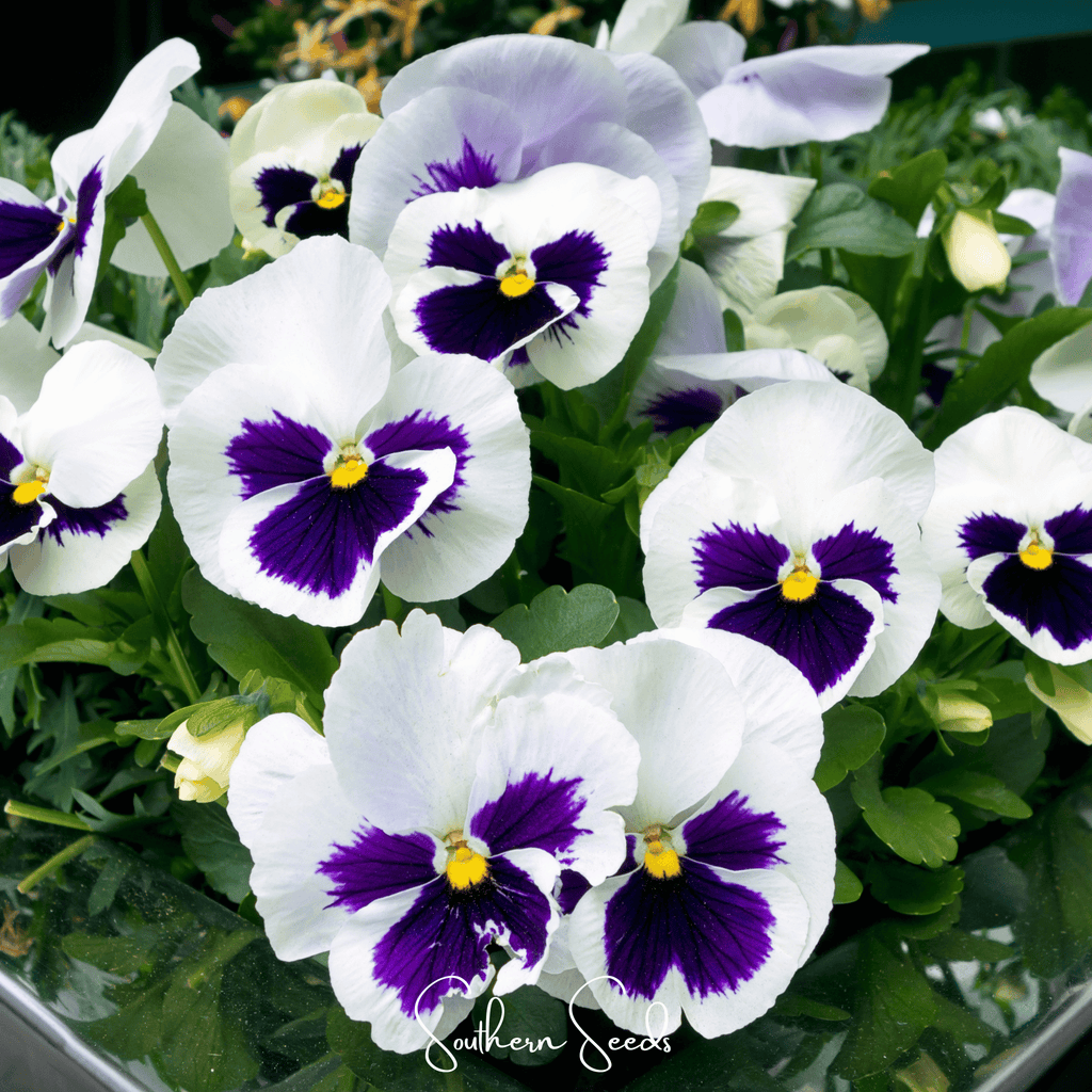 Swiss Giant Silverbride Pansy – 50 Seeds Southern Seeds