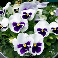 Swiss Giant Silverbride Pansy – 50 Seeds Southern Seeds