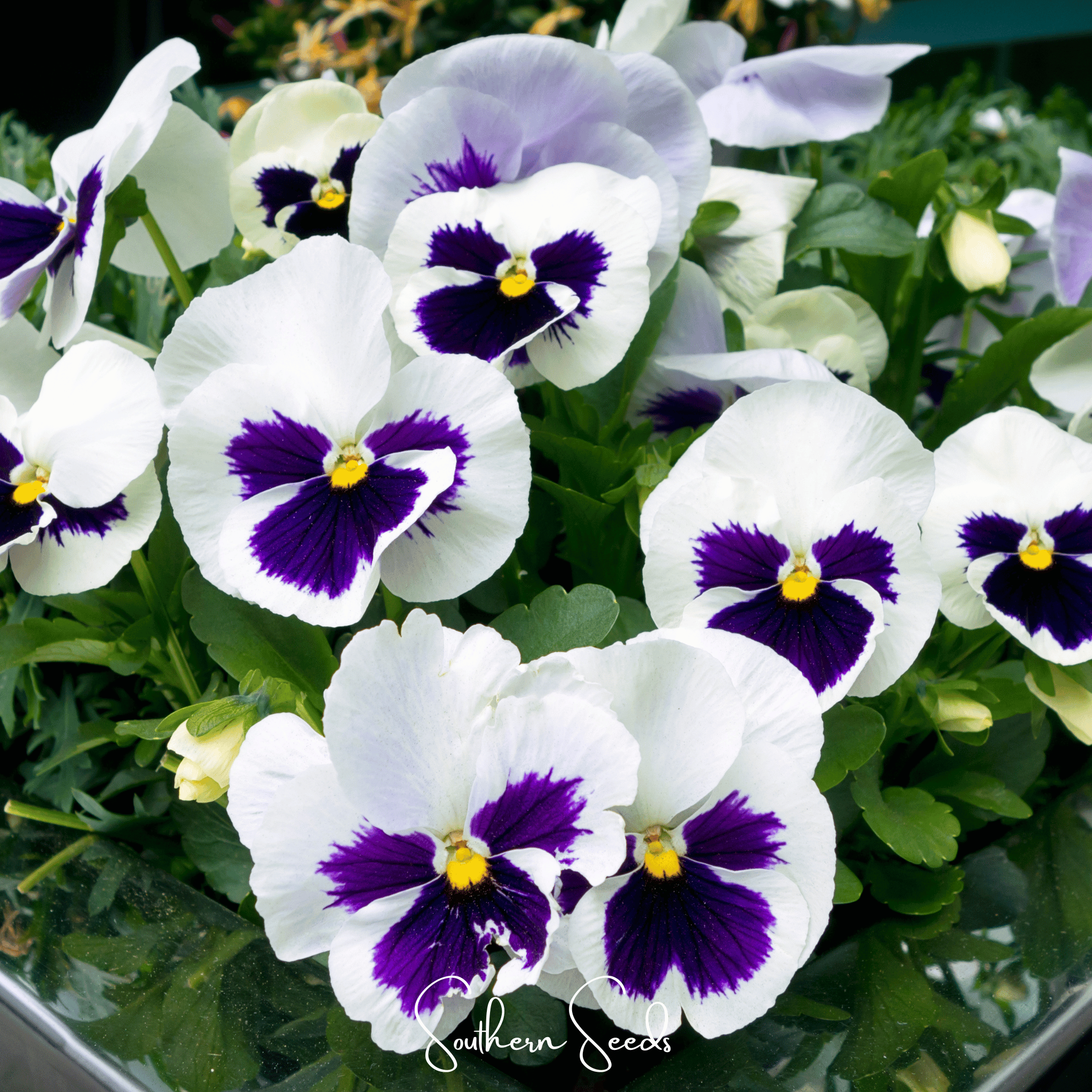 Swiss Giant Silverbride Pansy – 50 Seeds Southern Seeds