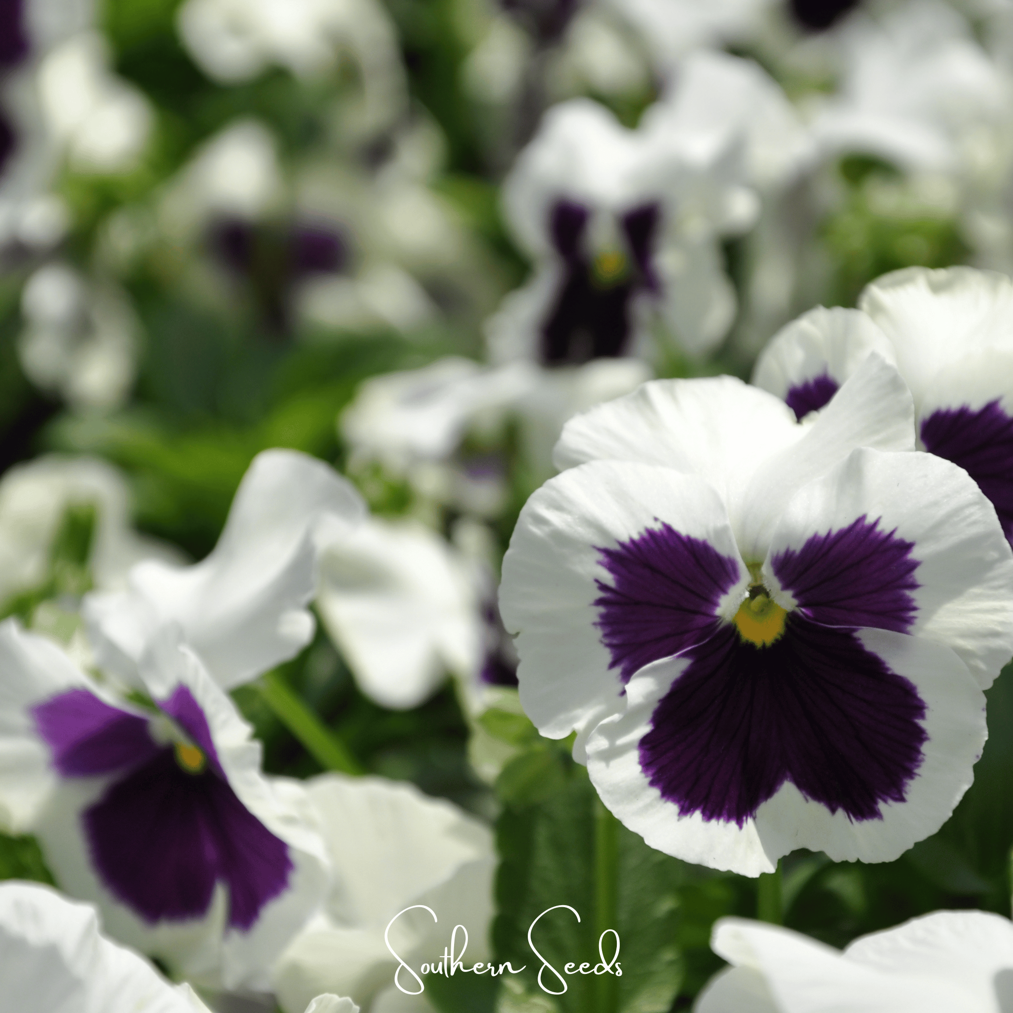 Swiss Giant Silverbride Pansy – 50 Seeds Southern Seeds