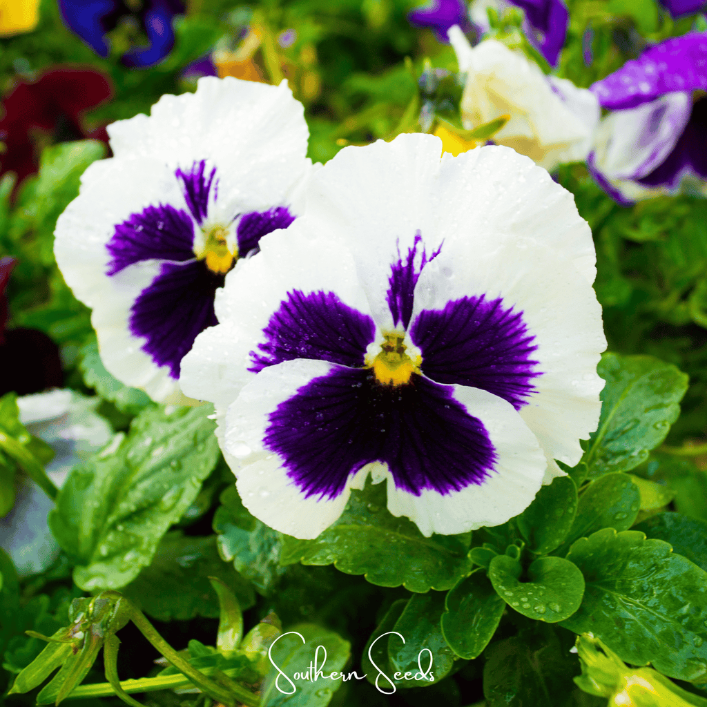 Swiss Giant Silverbride Pansy – 50 Seeds Southern Seeds