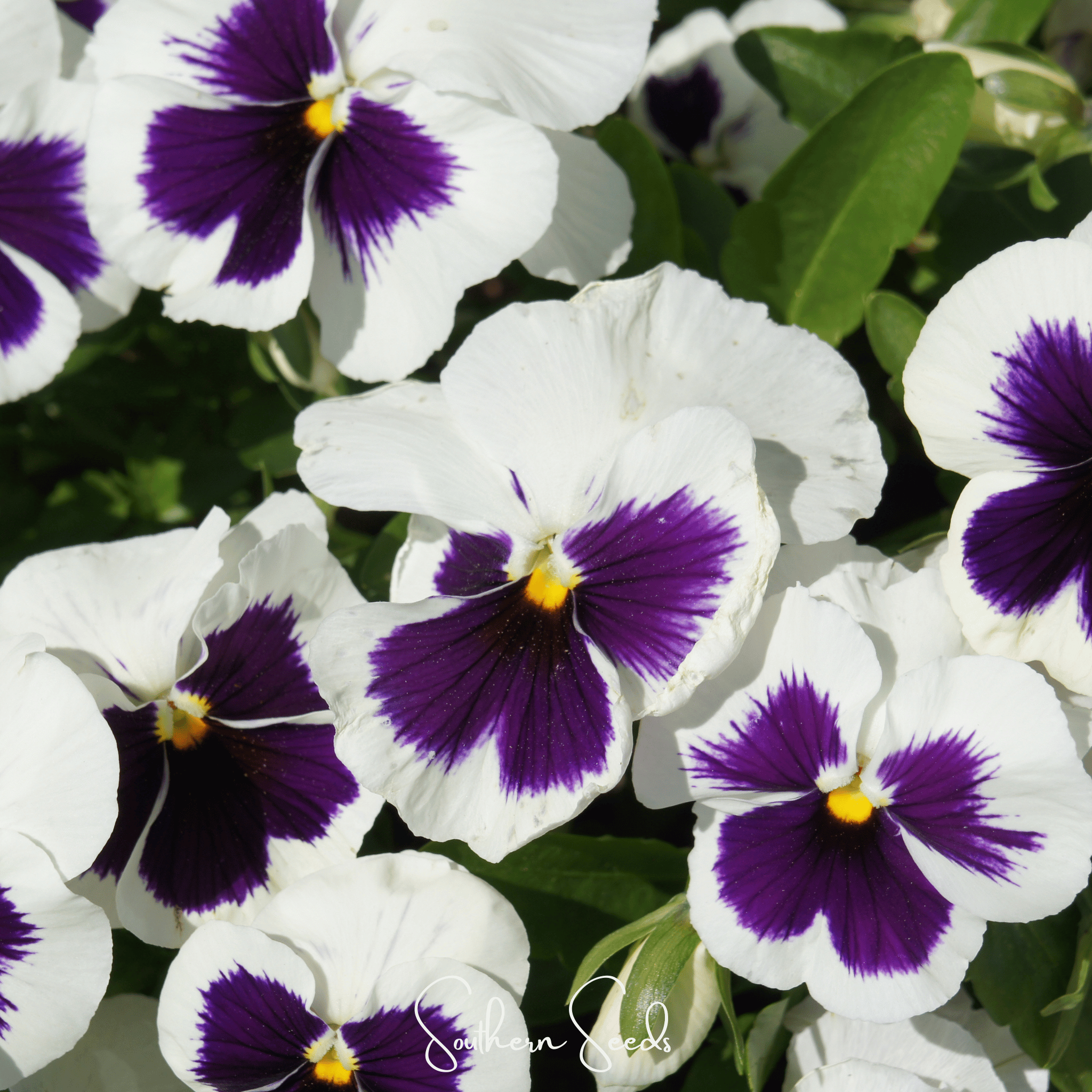Swiss Giant Silverbride Pansy – 50 Seeds Southern Seeds