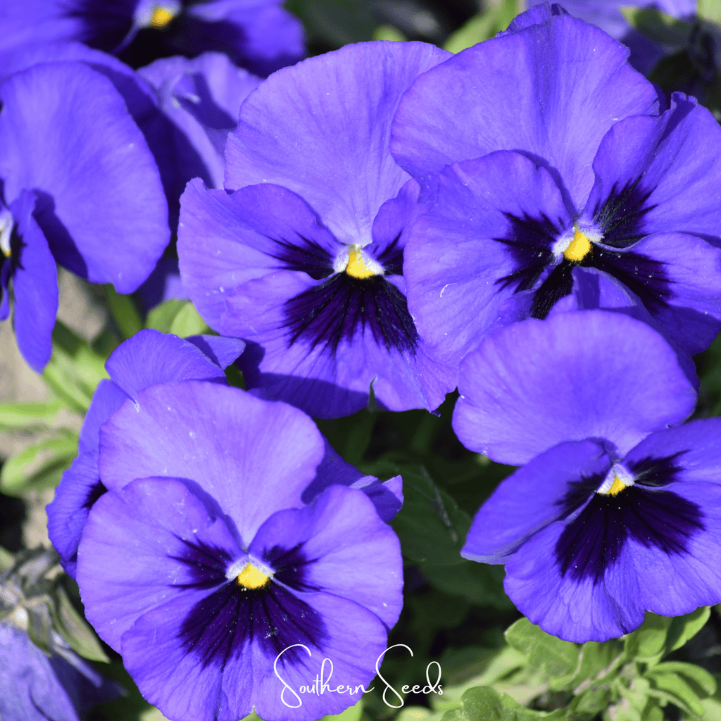 Swiss Giant Ullswater Pansy – 50 Seeds Southern Seeds