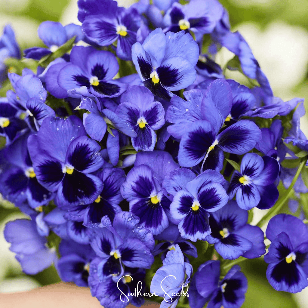 Swiss Giant Ullswater Pansy – 50 Seeds Southern Seeds