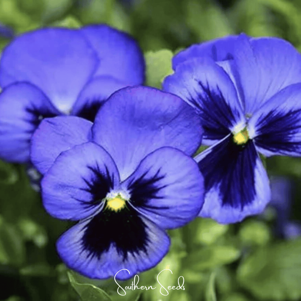 Swiss Giant Ullswater Pansy – 50 Seeds Southern Seeds