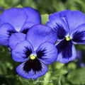 Swiss Giant Ullswater Pansy – 50 Seeds Southern Seeds