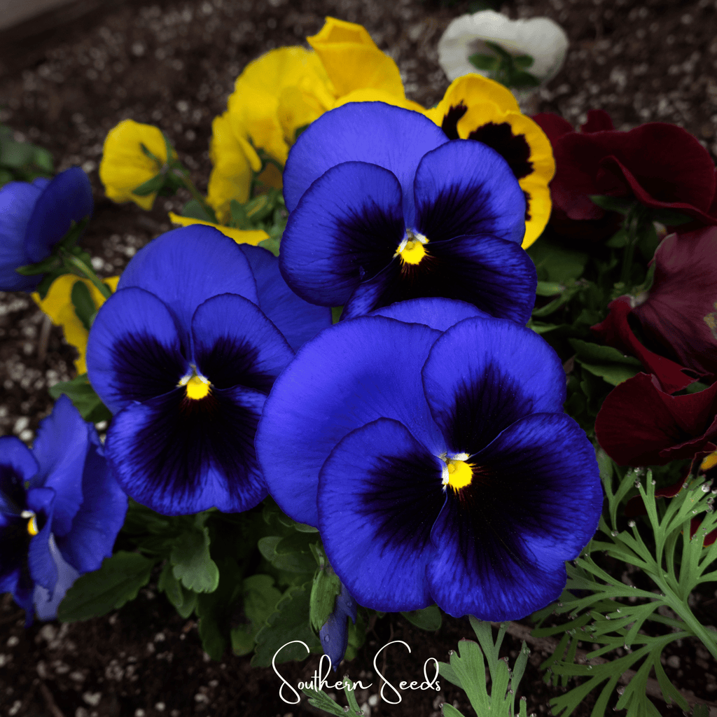 Swiss Giant Ullswater Pansy – 50 Seeds Southern Seeds