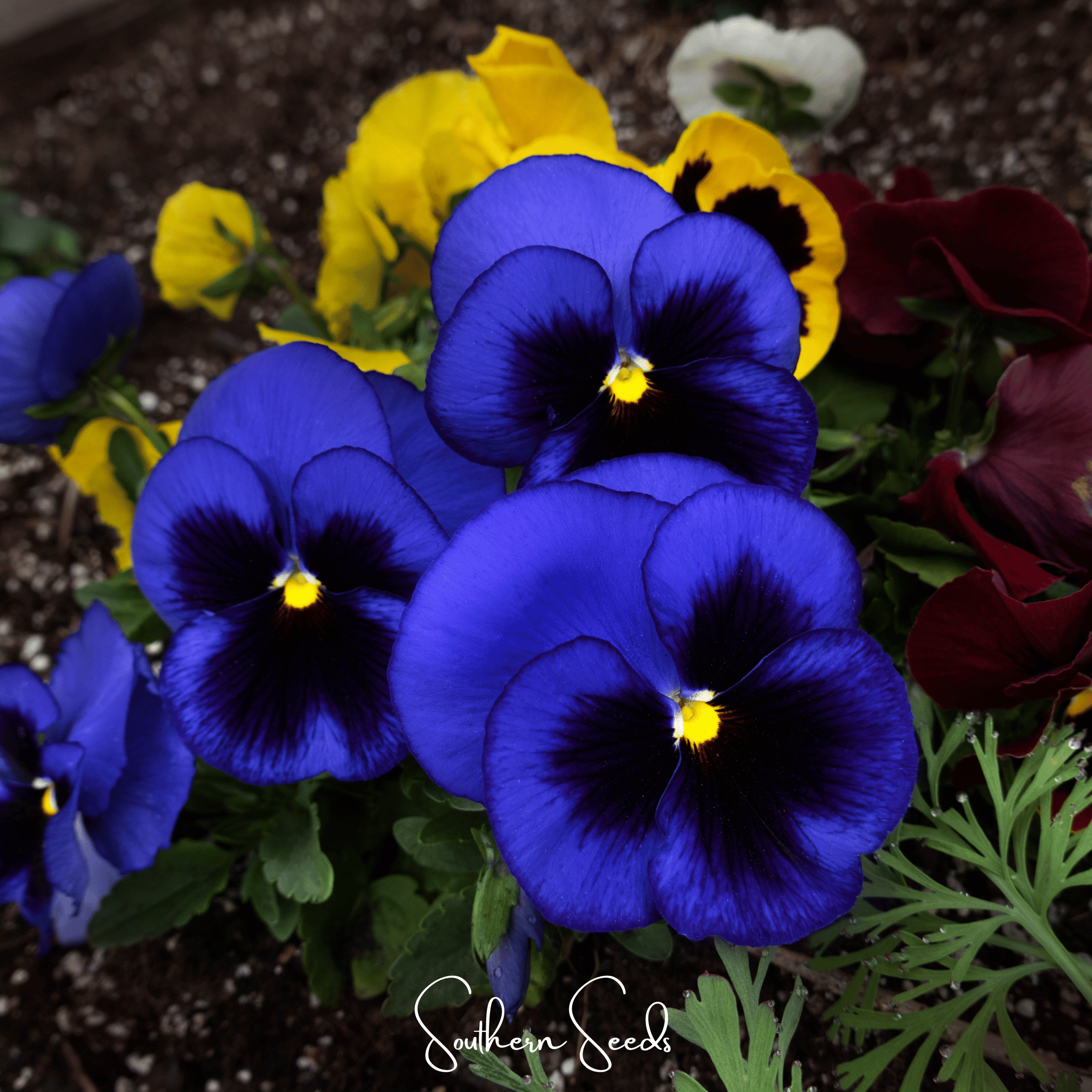 Swiss Giant Ullswater Pansy – 50 Seeds Southern Seeds