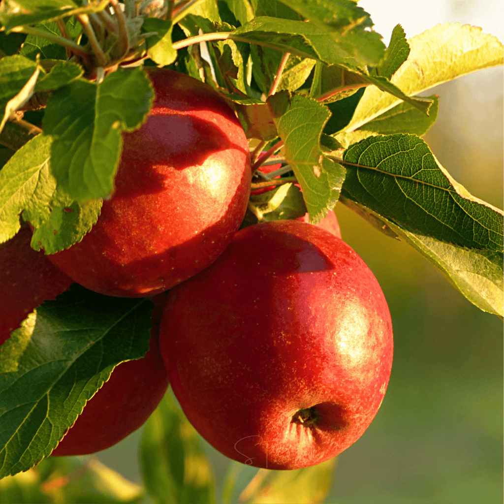 Paradise Apple Tree – 25 Seeds Southern Seeds