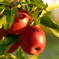 Paradise Apple Tree – 25 Seeds Southern Seeds