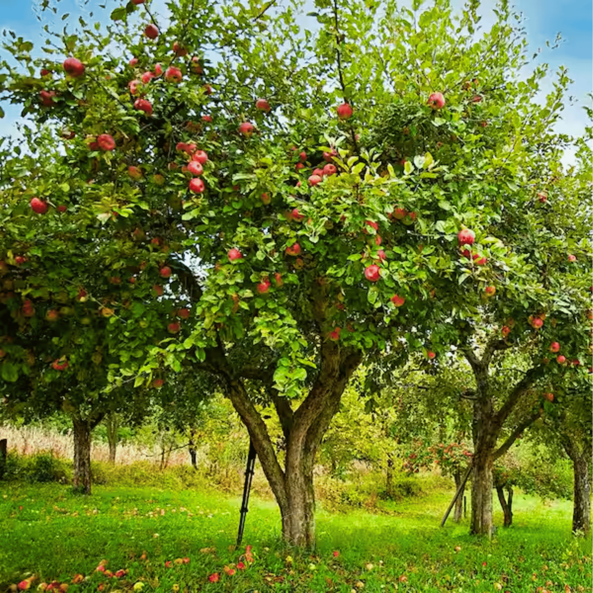 Paradise Apple Tree – 25 Seeds Southern Seeds