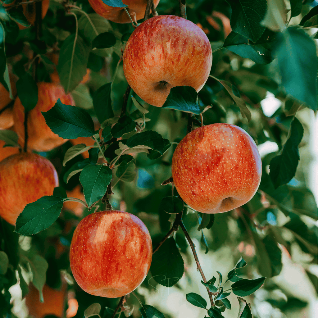 Paradise Apple Tree – 25 Seeds Southern Seeds