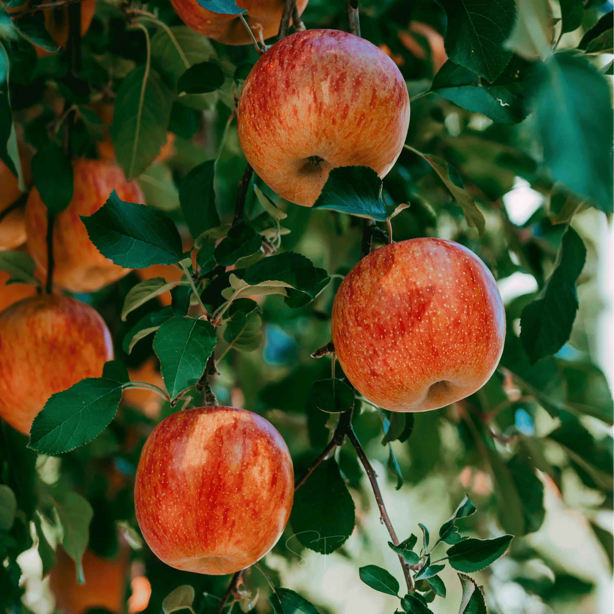 Paradise Apple Tree – 25 Seeds Southern Seeds