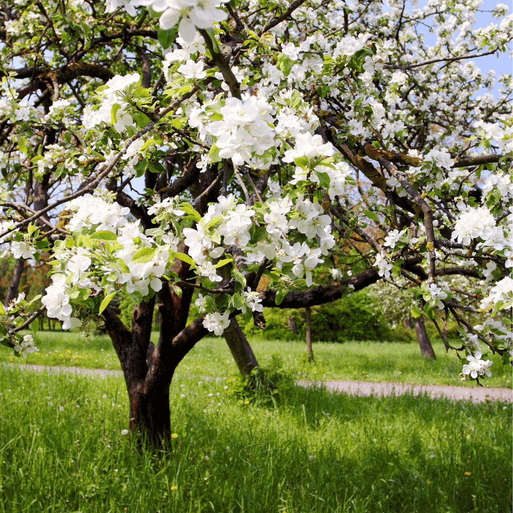 Paradise Apple Tree – 25 Seeds Southern Seeds