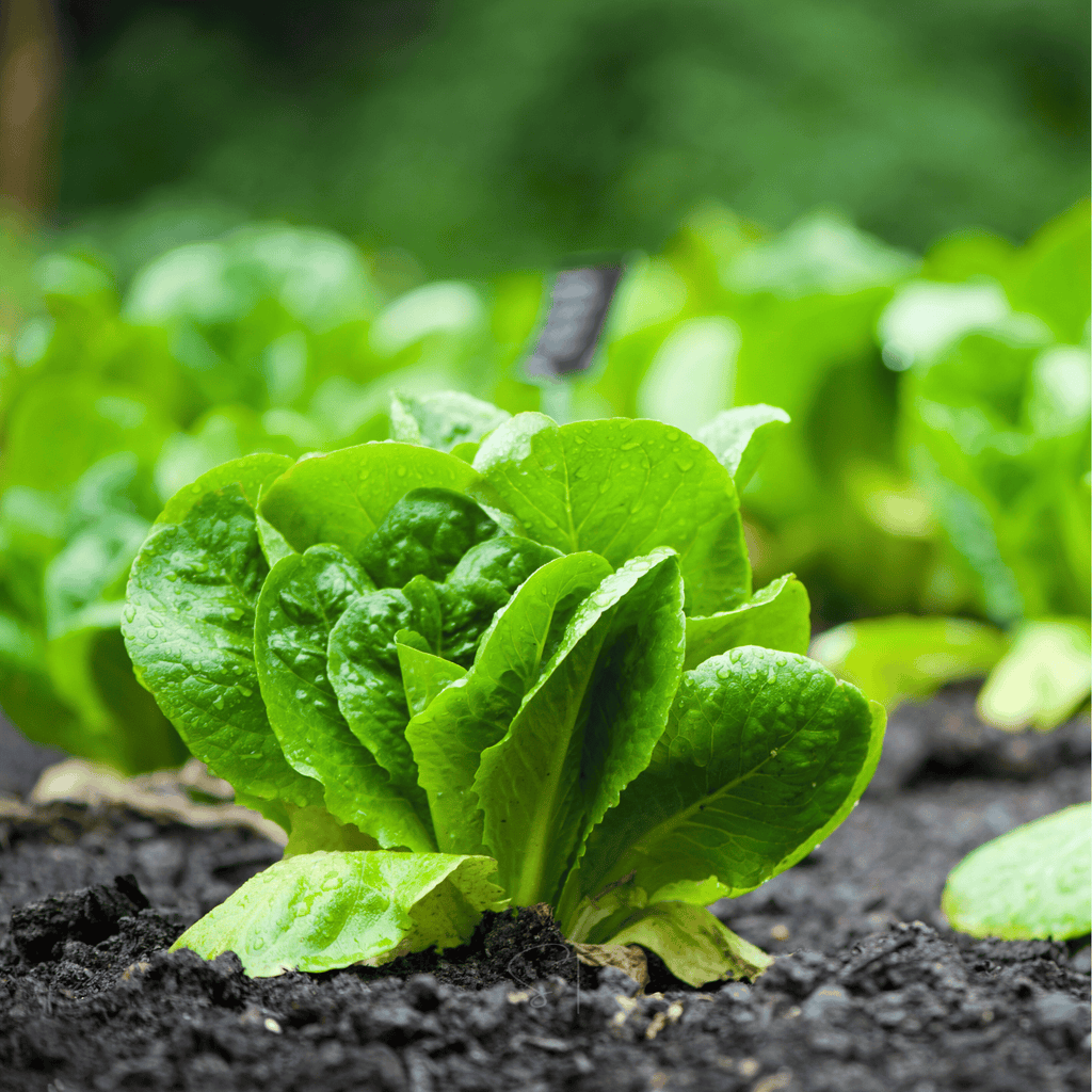 Parris Island Cos Lettuce – 500 Seeds Southern Seeds