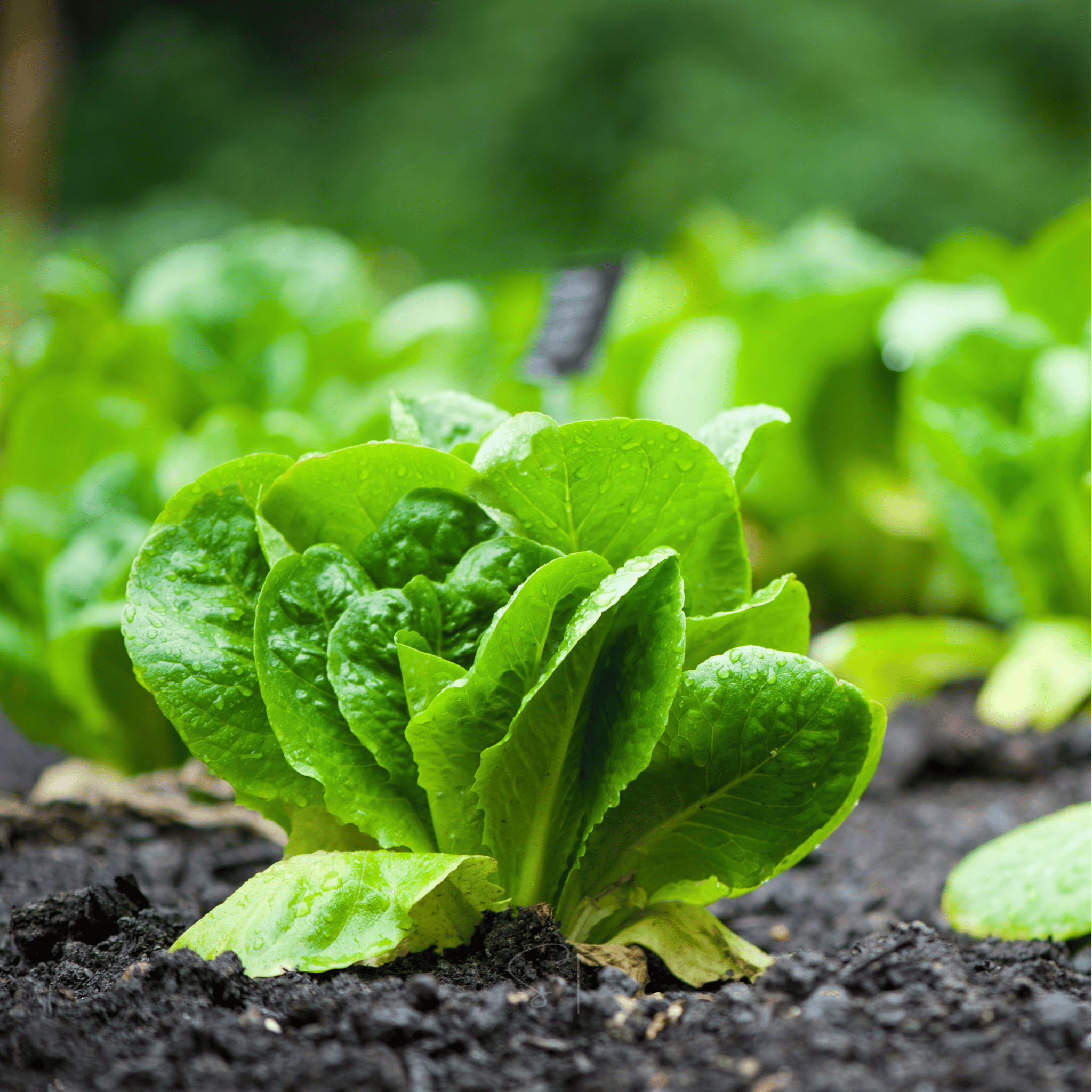 Parris Island Cos Lettuce – 500 Seeds Southern Seeds