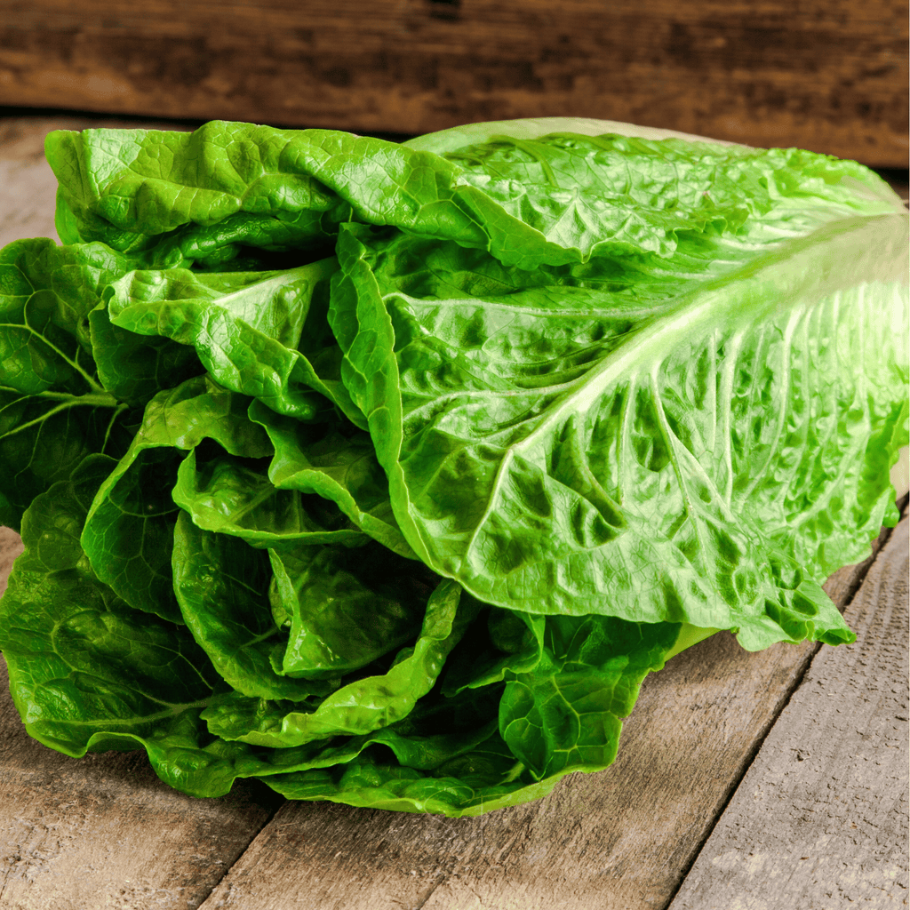 Parris Island Cos Lettuce – 500 Seeds Southern Seeds
