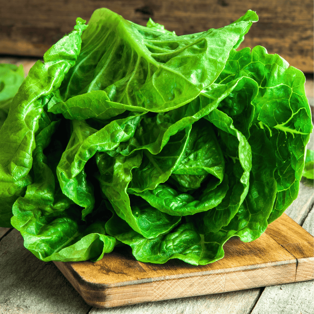 Parris Island Cos Lettuce – 500 Seeds Southern Seeds