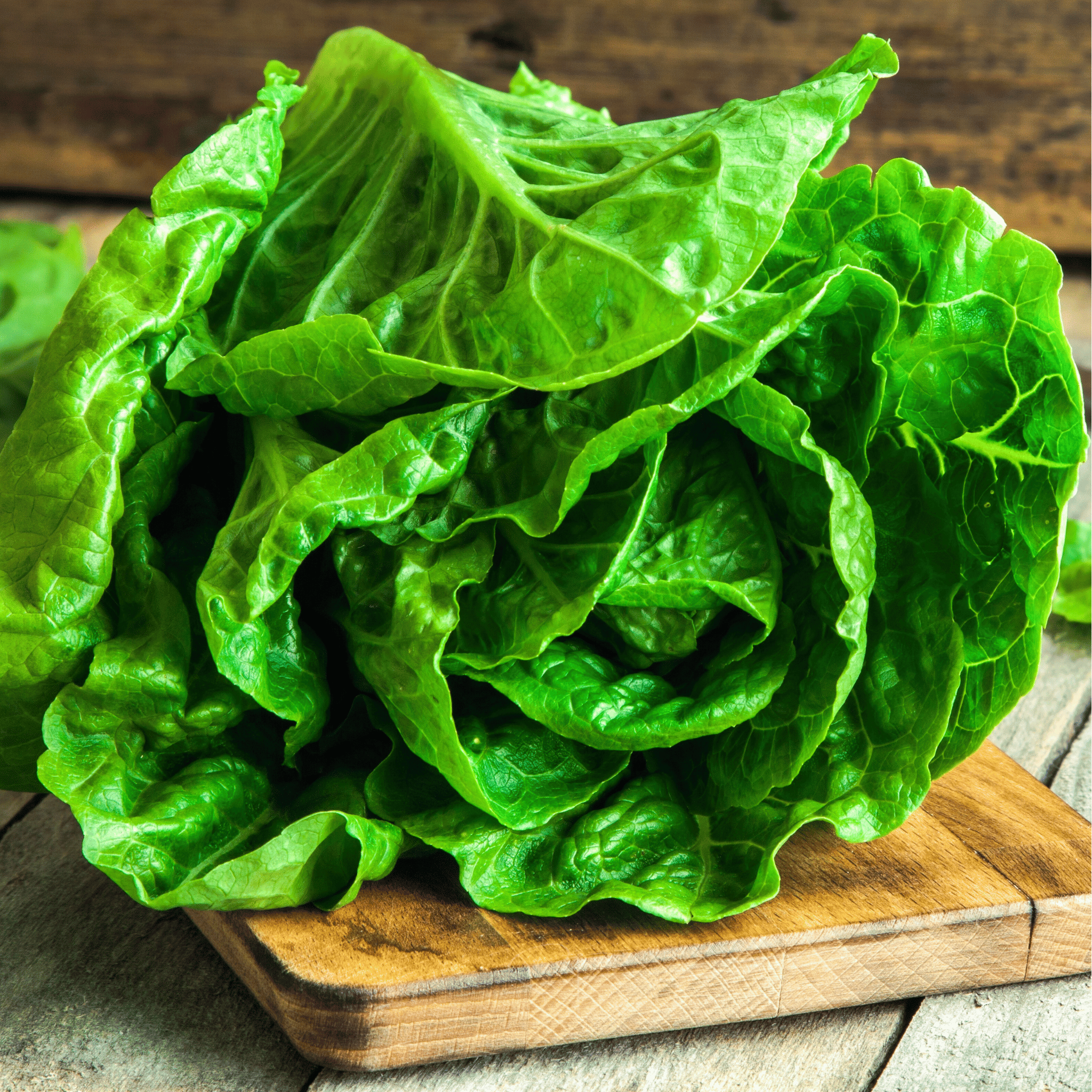 Parris Island Cos Lettuce – 500 Seeds Southern Seeds