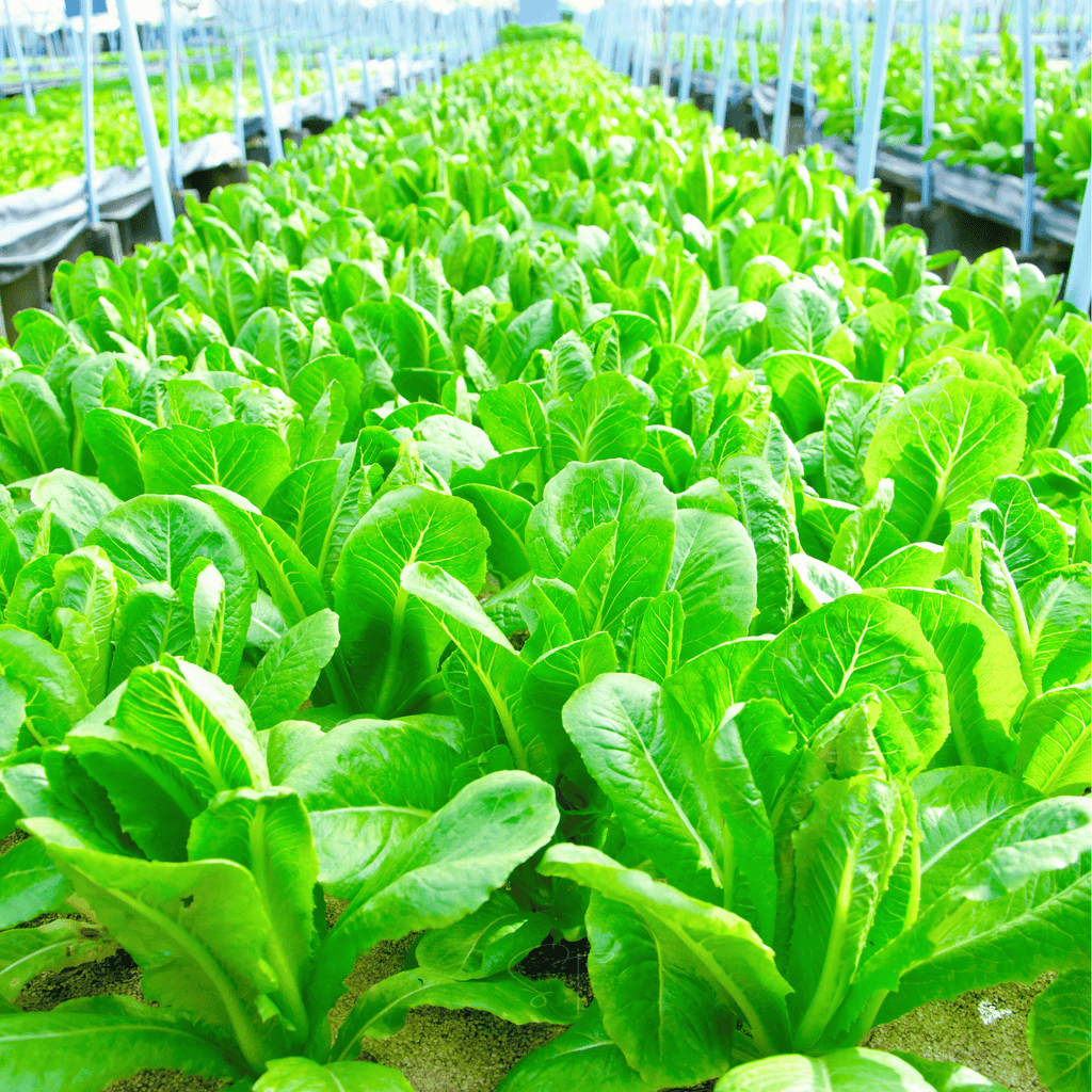 Parris Island Cos Lettuce – 500 Seeds Southern Seeds