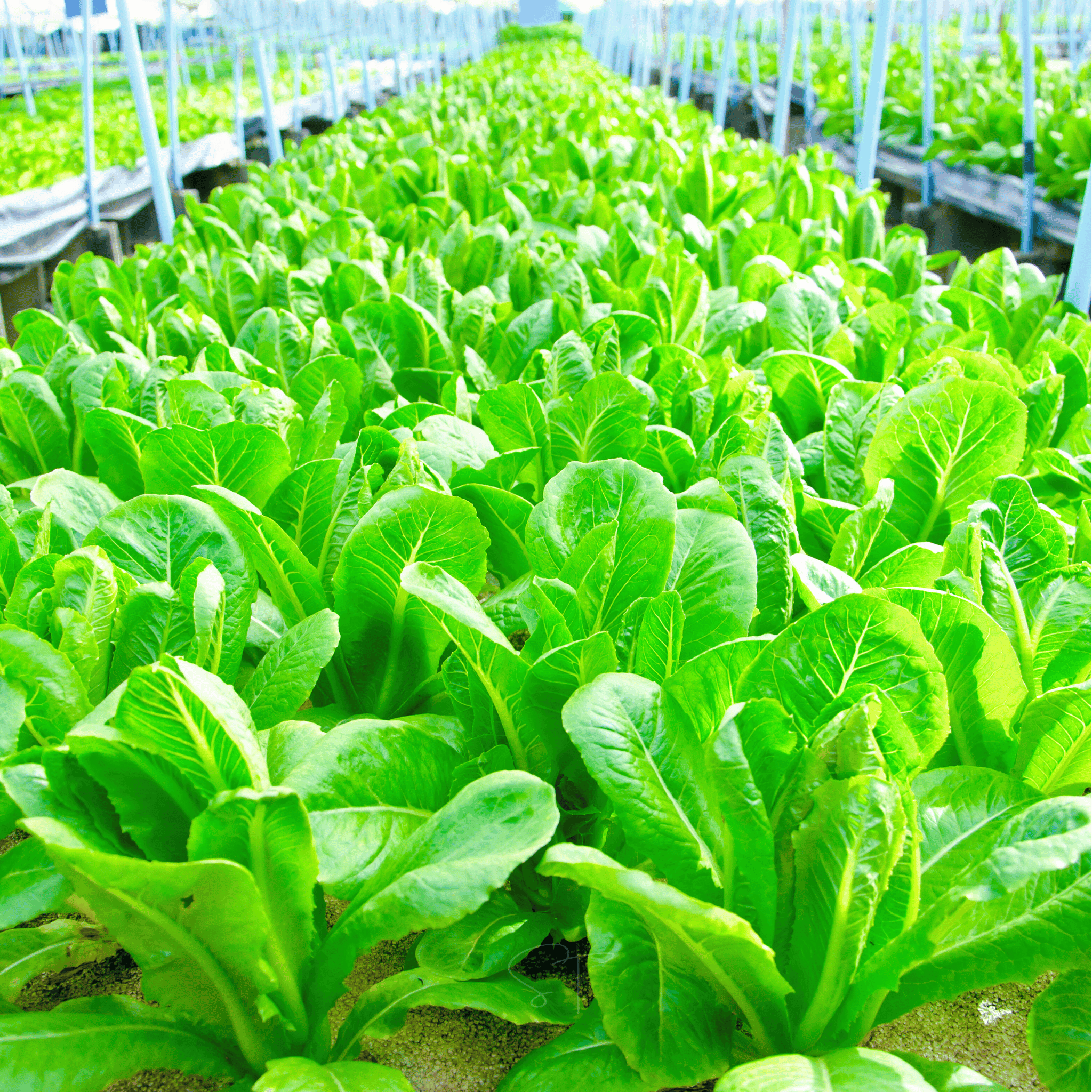 Parris Island Cos Lettuce – 500 Seeds Southern Seeds