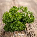 Evergreen Parsley – 200 Seeds Southern Seeds