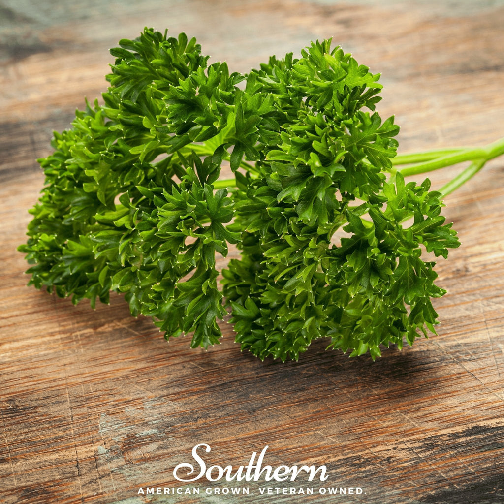 Evergreen Parsley – 200 Seeds Southern Seeds