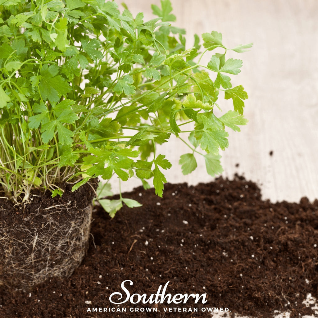 Italian Parsley – 200 Seeds Southern Seeds