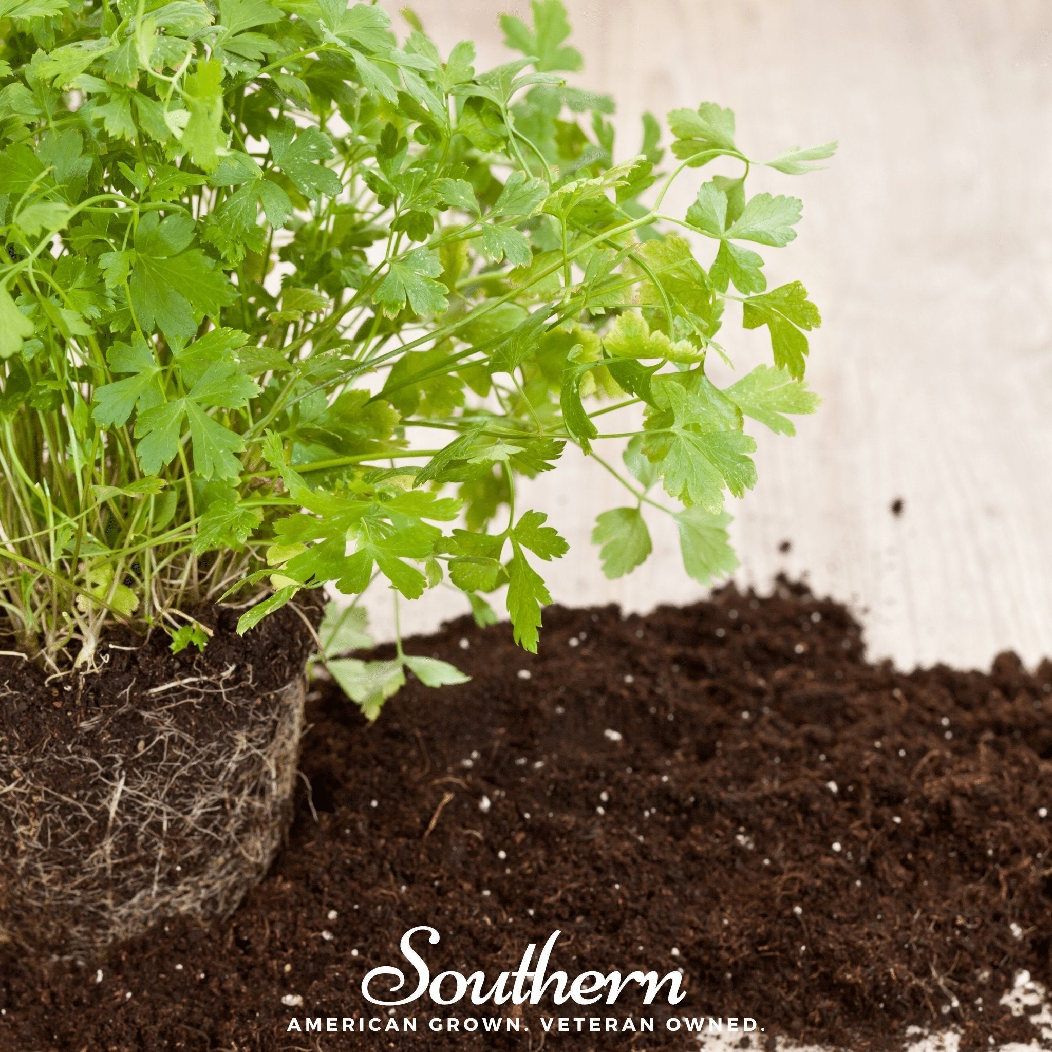 Italian Parsley – 200 Seeds Southern Seeds
