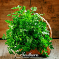 Italian Parsley – 200 Seeds Southern Seeds