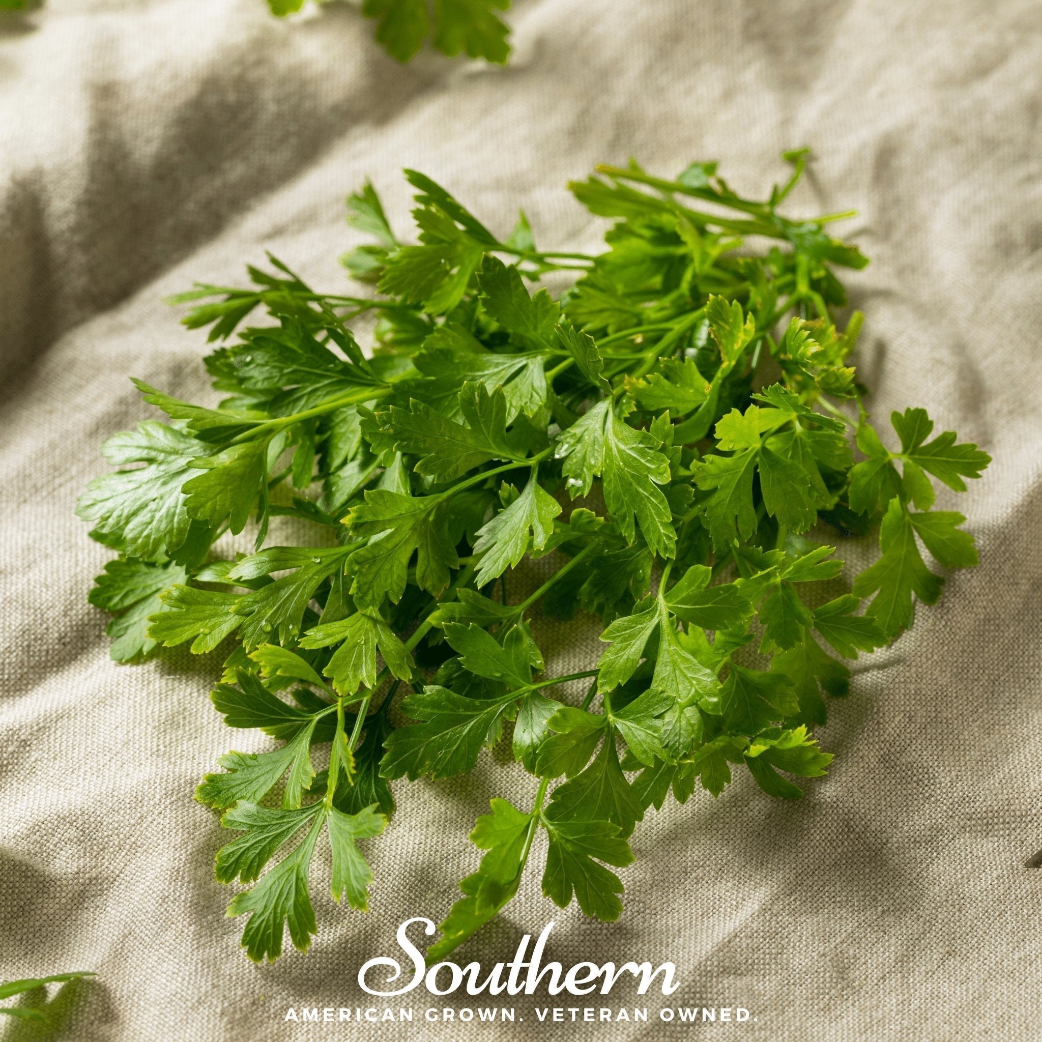 Italian Parsley – 200 Seeds Southern Seeds