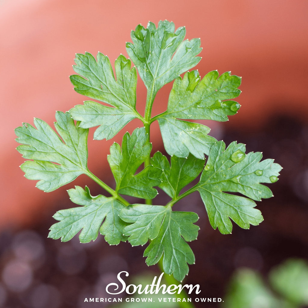 Italian Parsley – 200 Seeds Southern Seeds