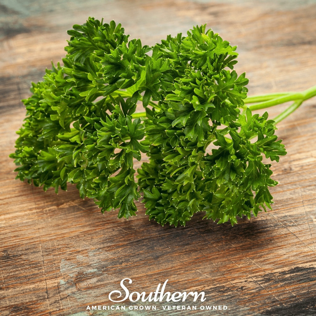 Triple Curled Parsley – 200 Seeds Southern Seeds