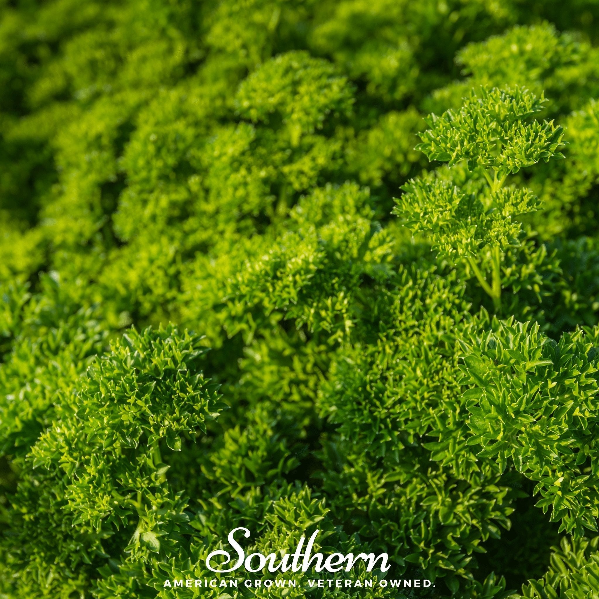 Triple Curled Parsley – 200 Seeds Southern Seeds