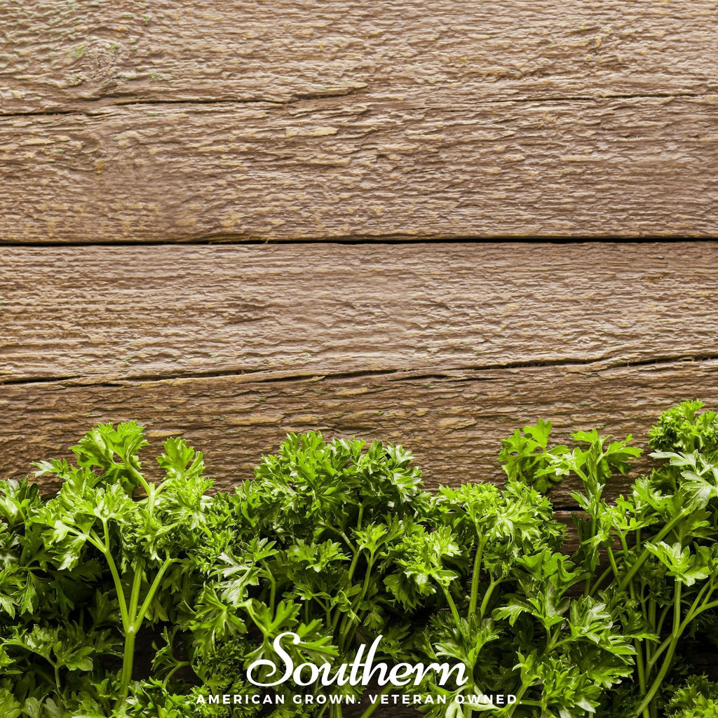 Triple Curled Parsley – 200 Seeds Southern Seeds