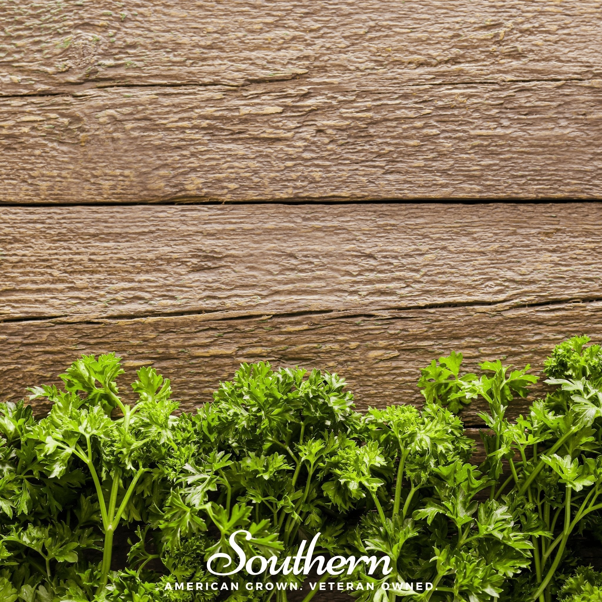Triple Curled Parsley – 200 Seeds Southern Seeds