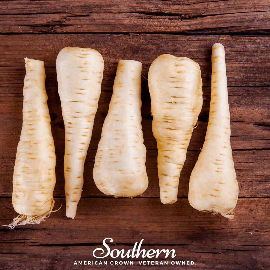 Harris Model Parsnip – 100 Seeds Southern Seeds
