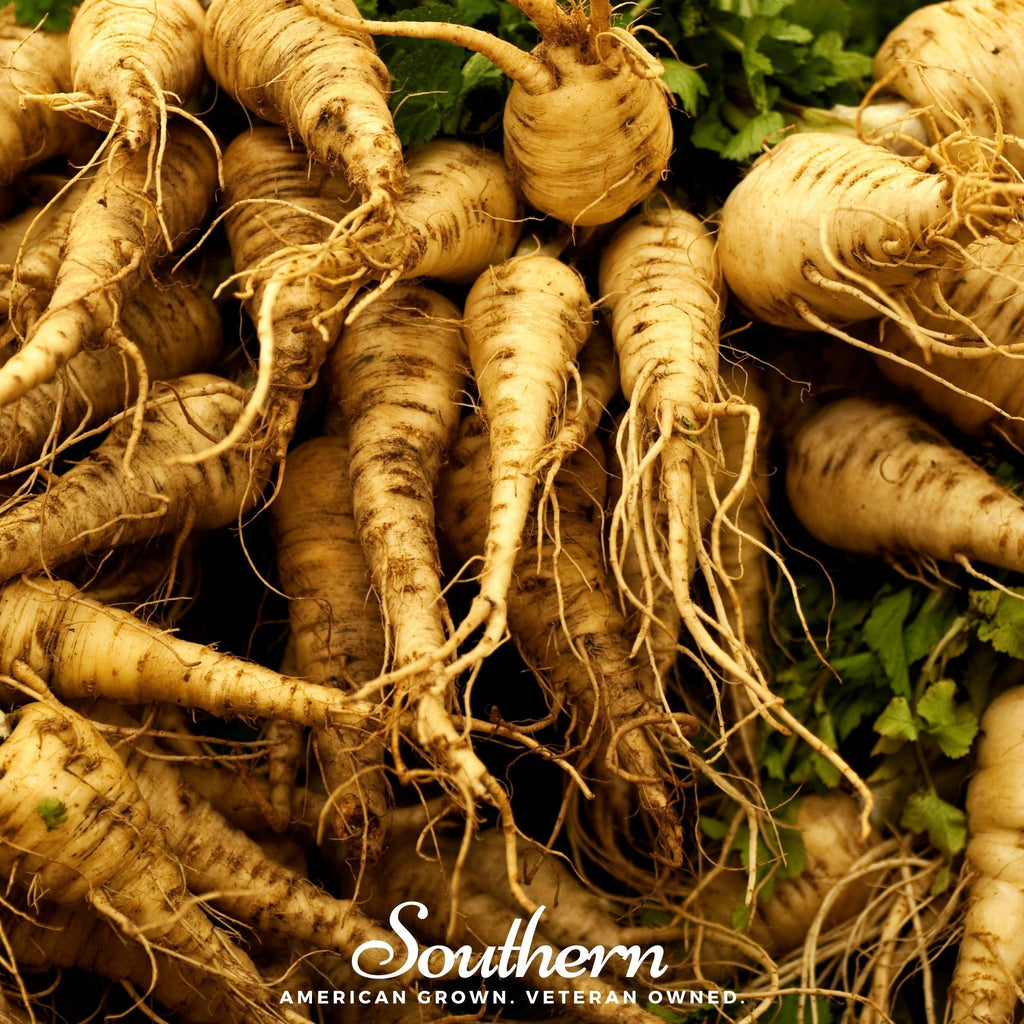 Harris Model Parsnip – 100 Seeds Southern Seeds