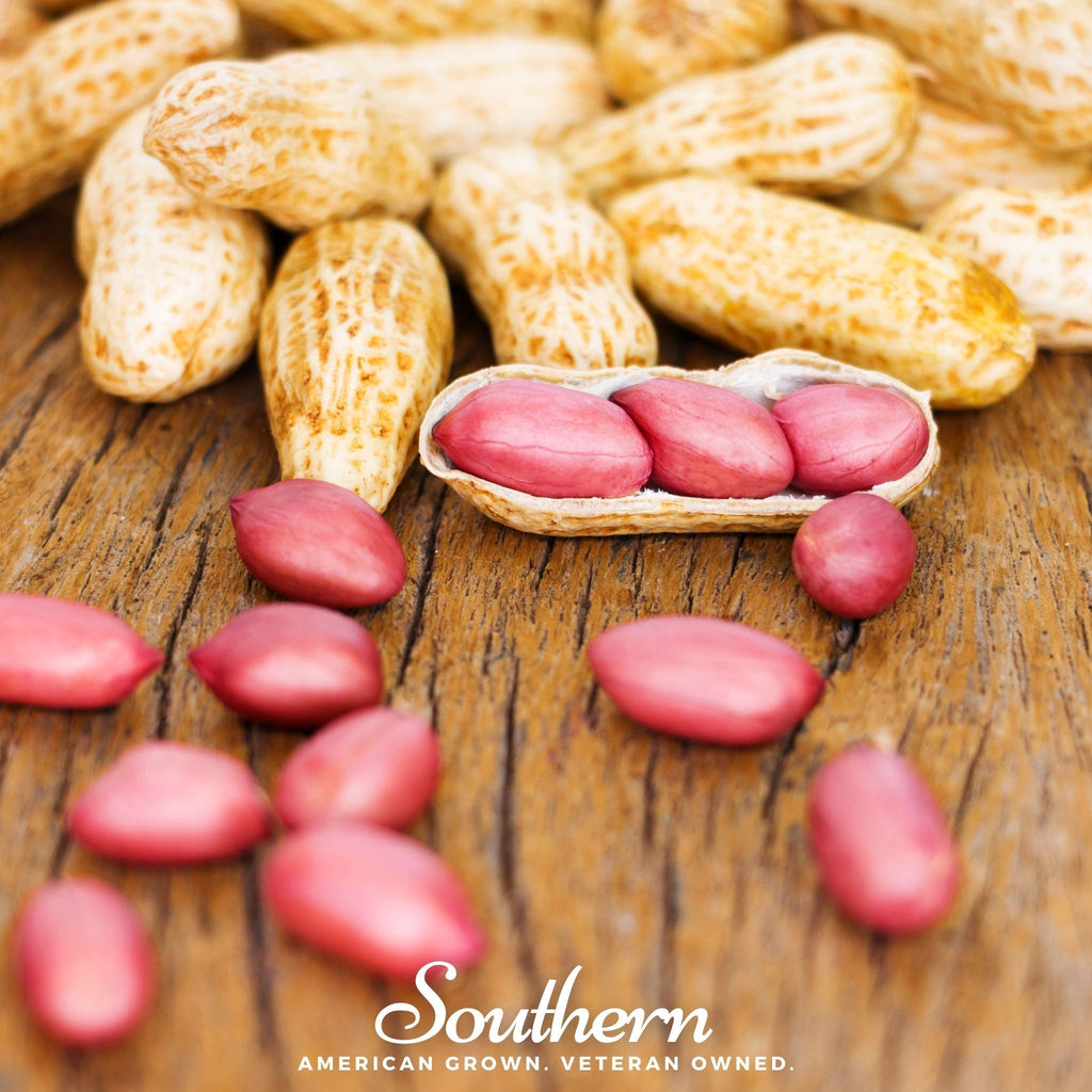 Tennessee Red Peanuts – 10 Seeds Southern Seeds
