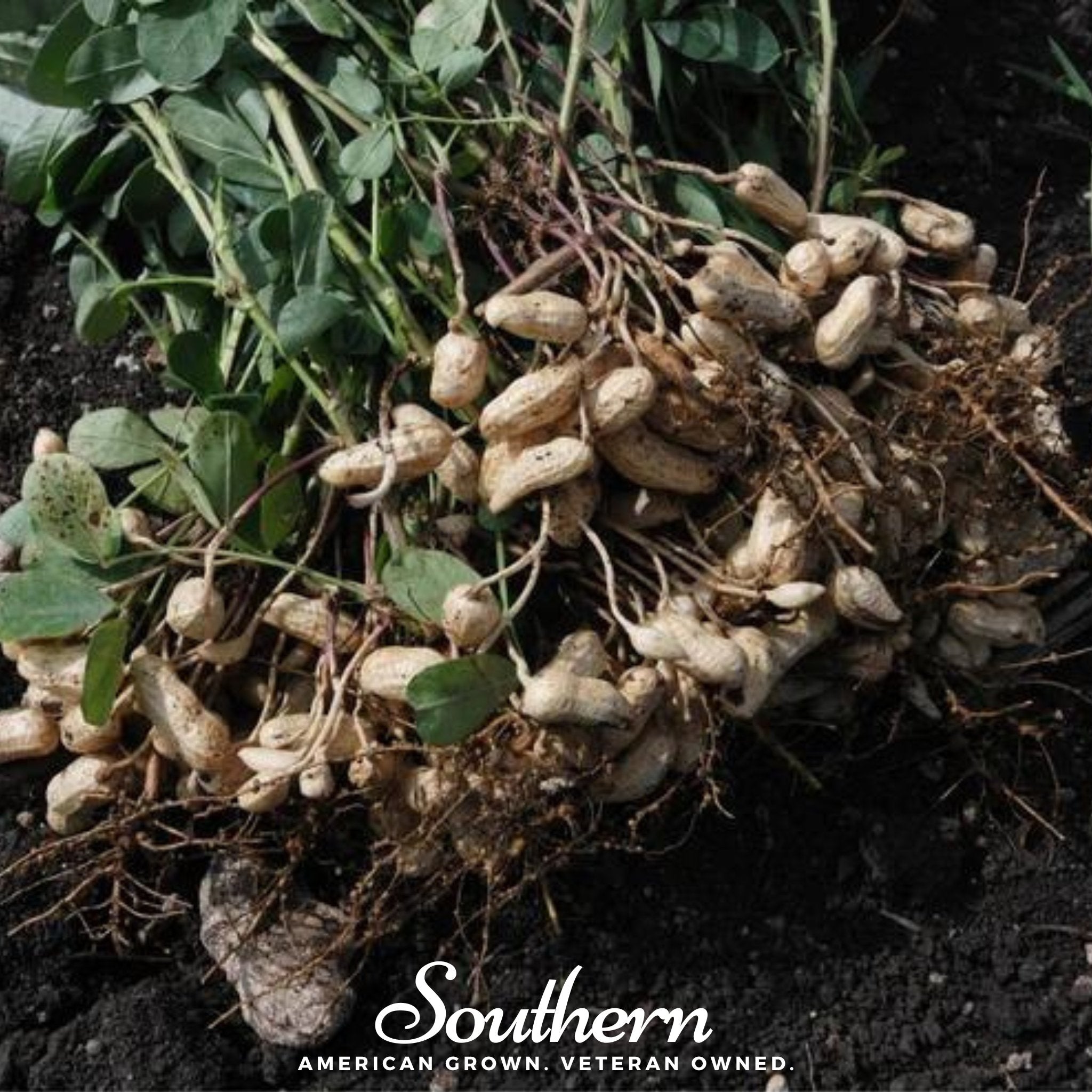 Tennessee Red Peanuts – 10 Seeds Southern Seeds