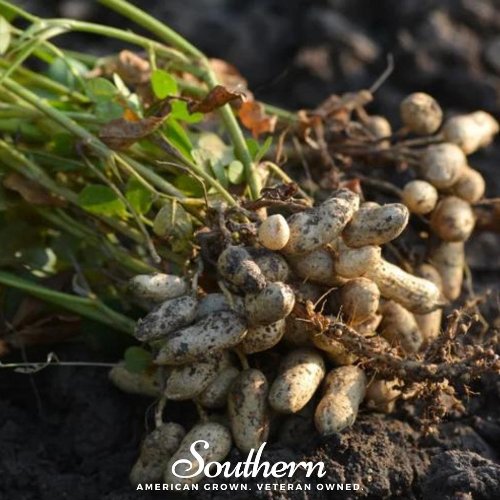 Tennessee Red Peanuts – 10 Seeds Southern Seeds