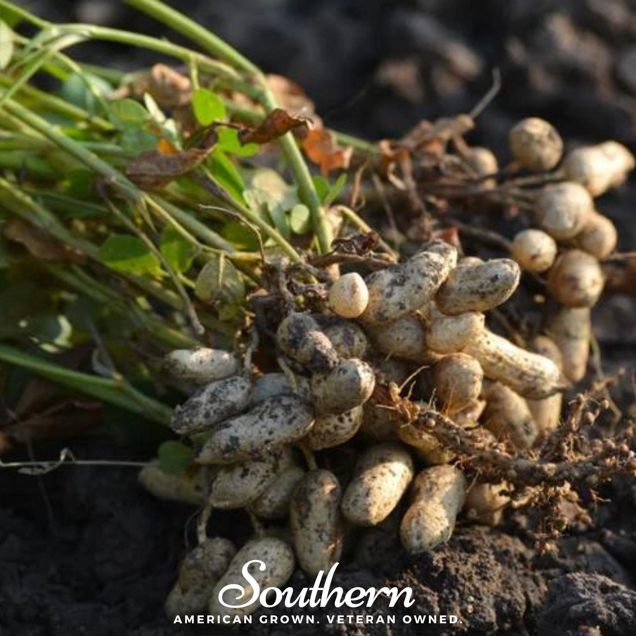 Tennessee Red Peanuts – 10 Seeds Southern Seeds