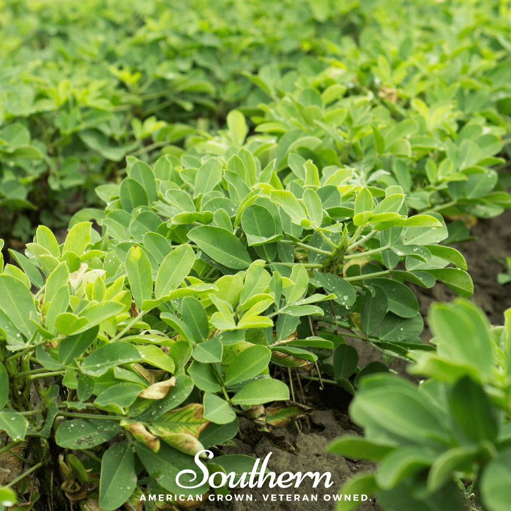 Virginia Jumbo Peanuts – 10 Seeds Southern Seeds