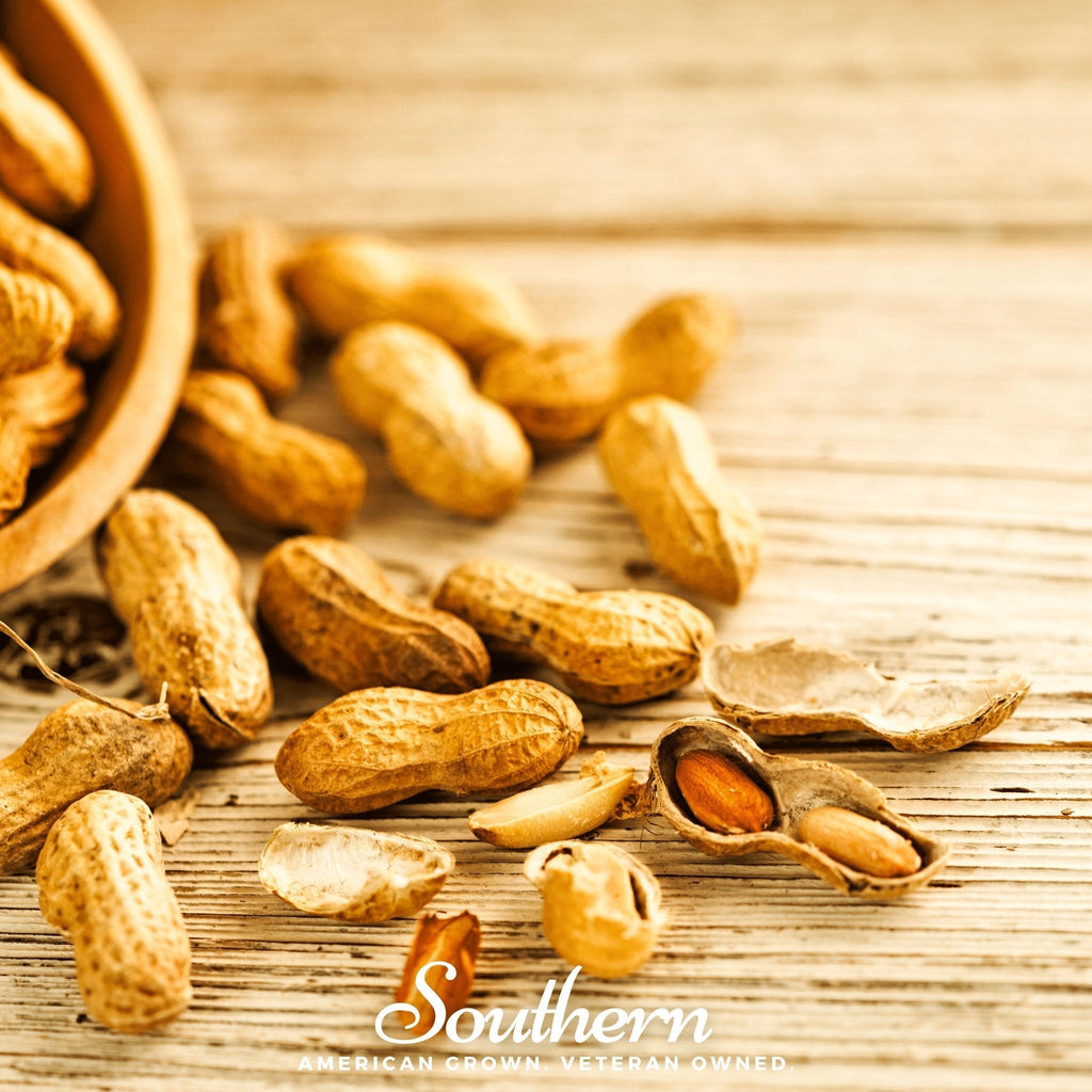 Virginia Jumbo Peanuts – 10 Seeds Southern Seeds