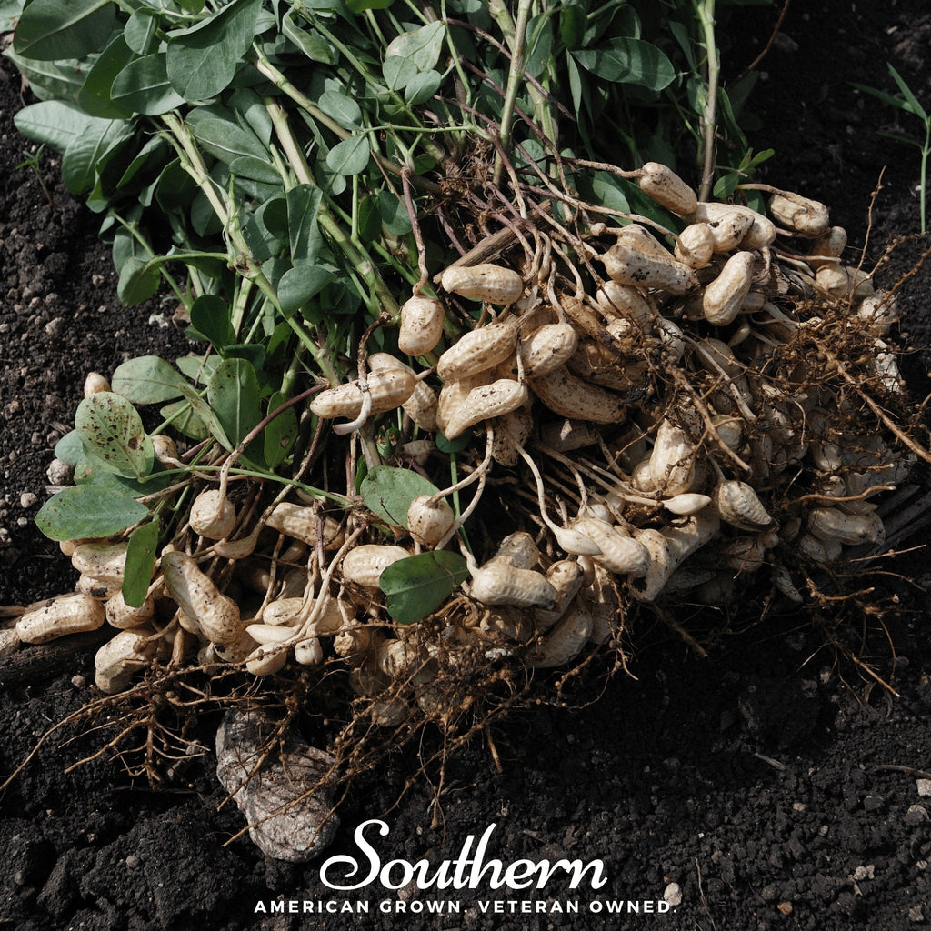 Virginia Jumbo Peanuts – 10 Seeds Southern Seeds