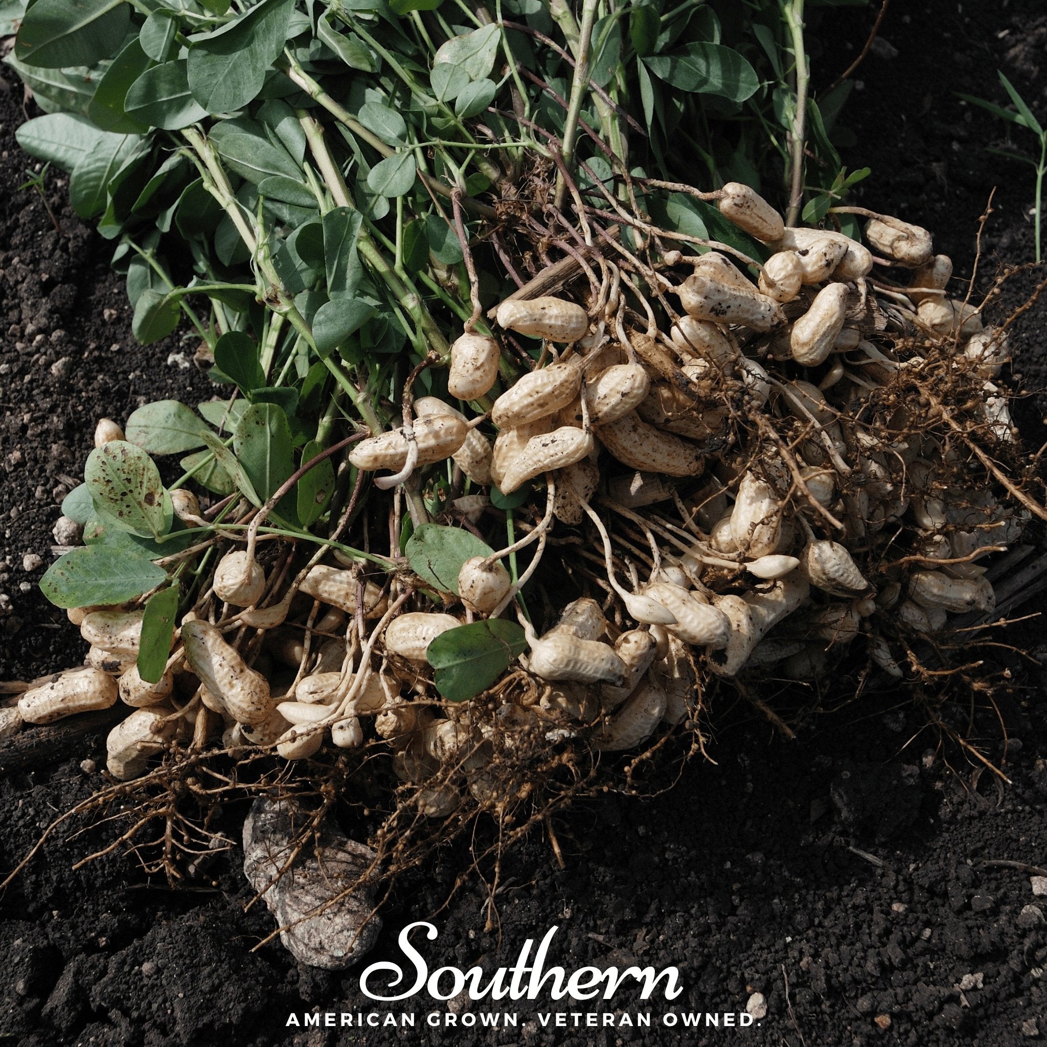 Virginia Jumbo Peanuts – 10 Seeds Southern Seeds