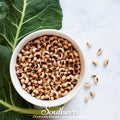 California Blackeye Peas – 20 Seeds Southern Seeds
