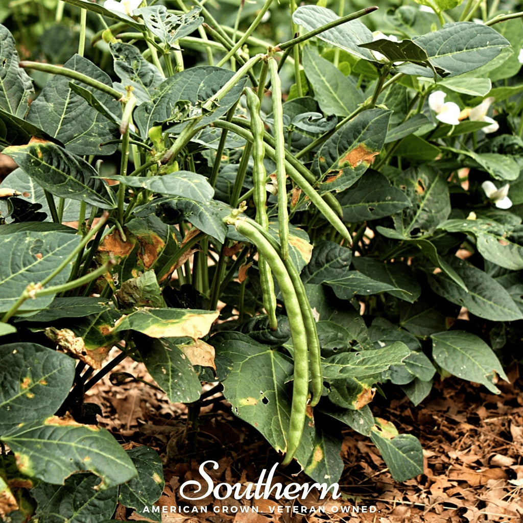 California Blackeye Peas – 20 Seeds Southern Seeds