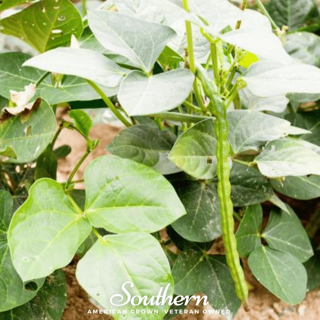California Blackeye Peas – 20 Seeds Southern Seeds