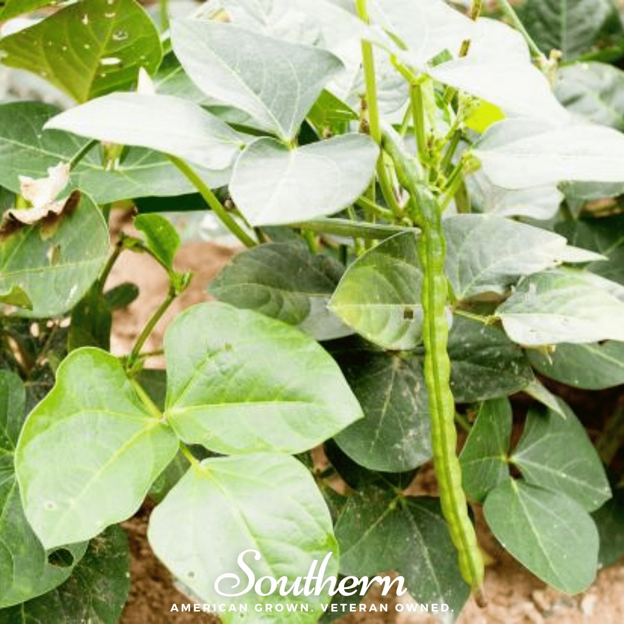 California Blackeye Peas – 20 Seeds Southern Seeds